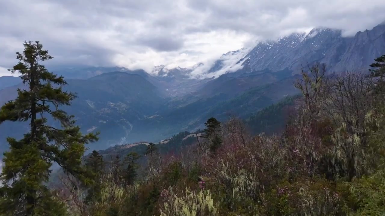 云南香格里拉老药山高山杜鹃视频素材画面3