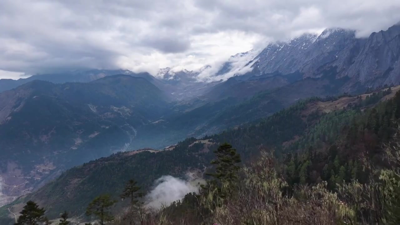 云南香格里拉老药山高山杜鹃视频素材画面4