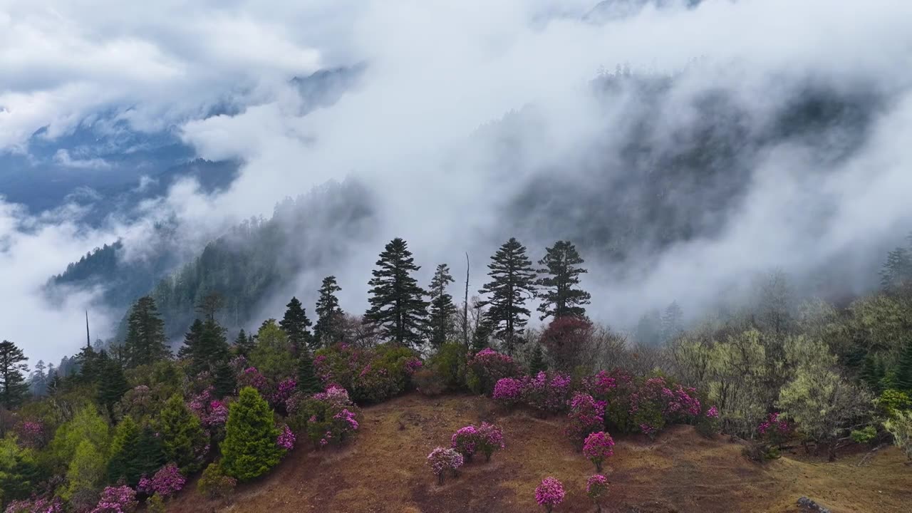云南香格里拉老药山高山杜鹃视频素材画面1