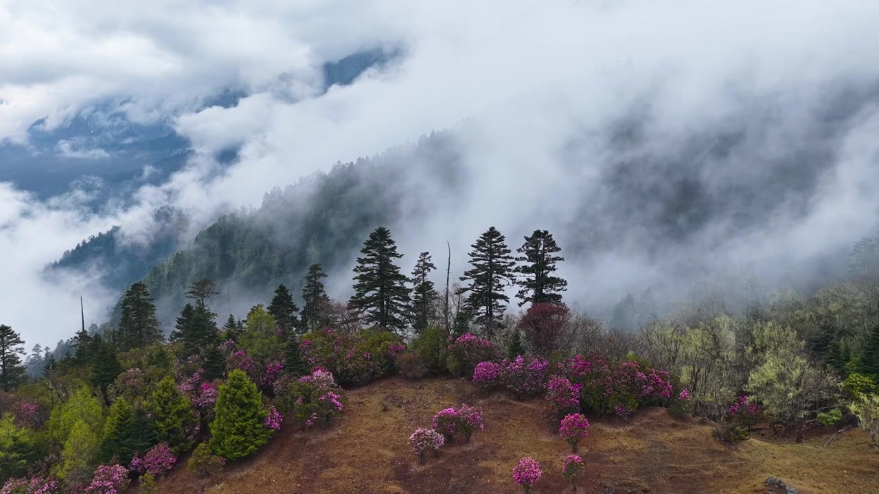 云南香格里拉老药山高山杜鹃视频素材画面3