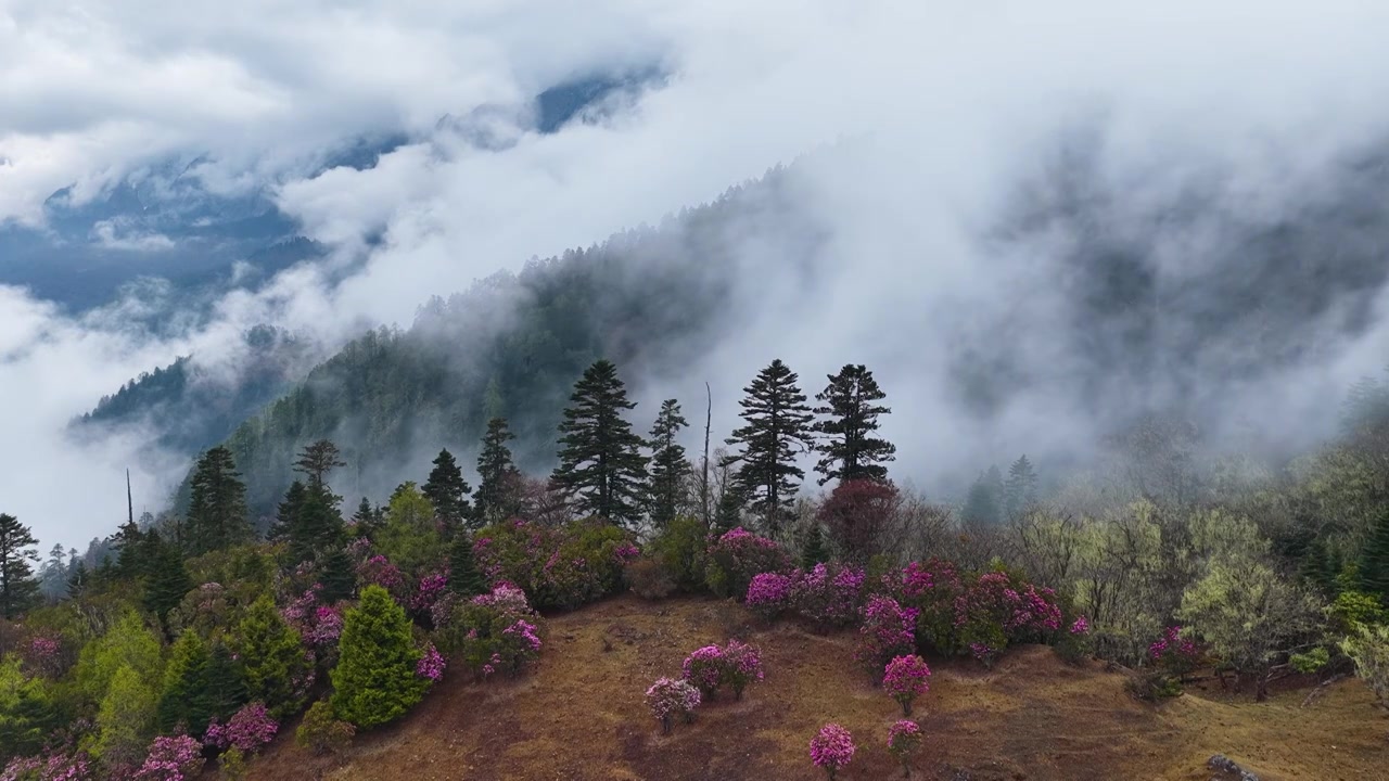 云南香格里拉老药山高山杜鹃视频素材画面4