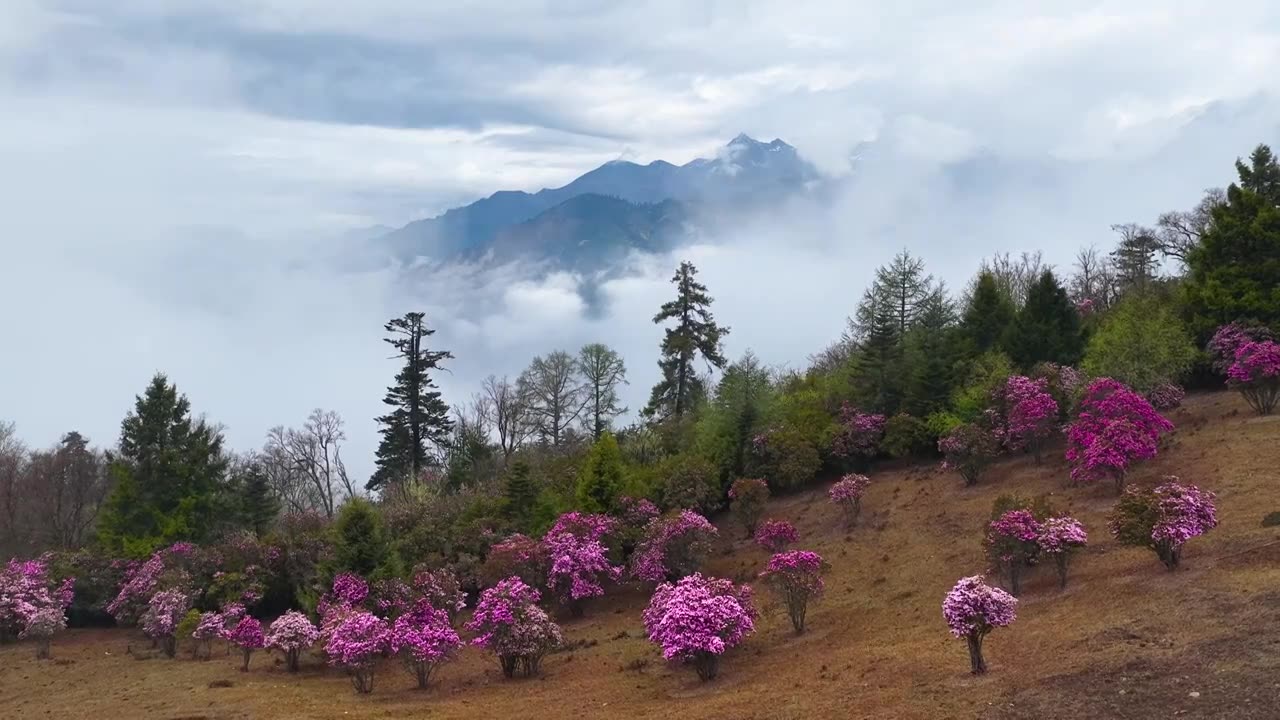 云南香格里拉老药山高山杜鹃视频素材画面1