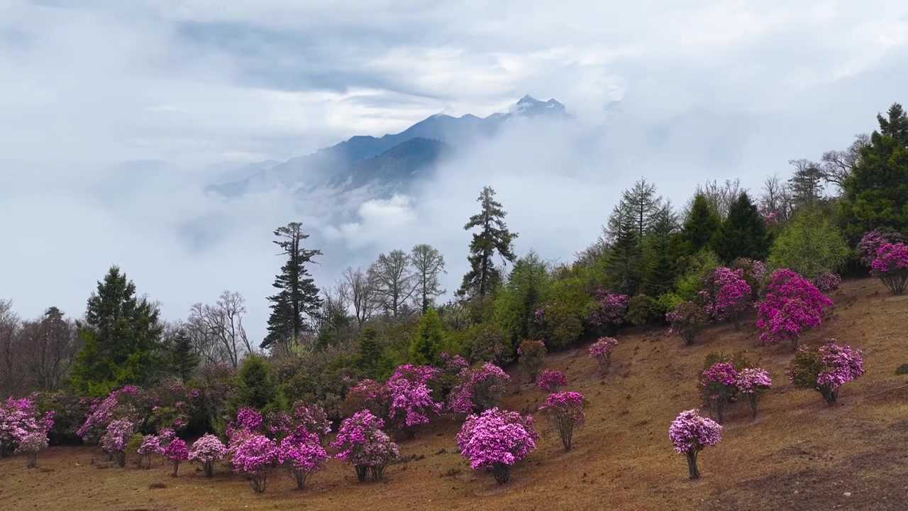 云南香格里拉老药山高山杜鹃视频素材画面3