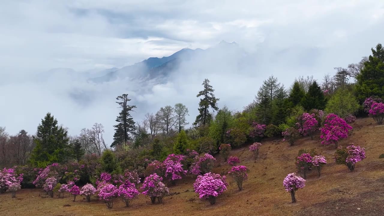 云南香格里拉老药山高山杜鹃视频素材画面4