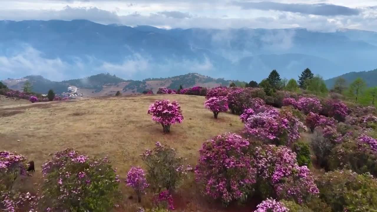 云南香格里拉老药山高山杜鹃视频素材画面1