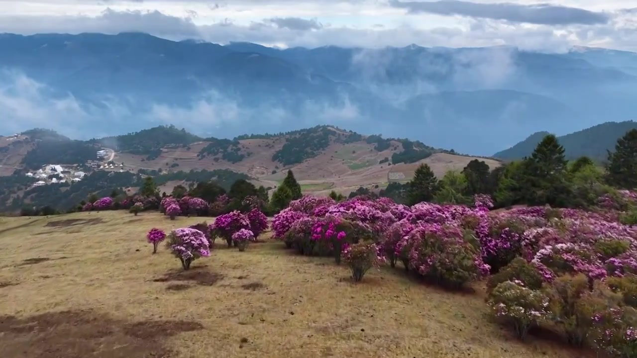 云南香格里拉老药山高山杜鹃视频素材画面3