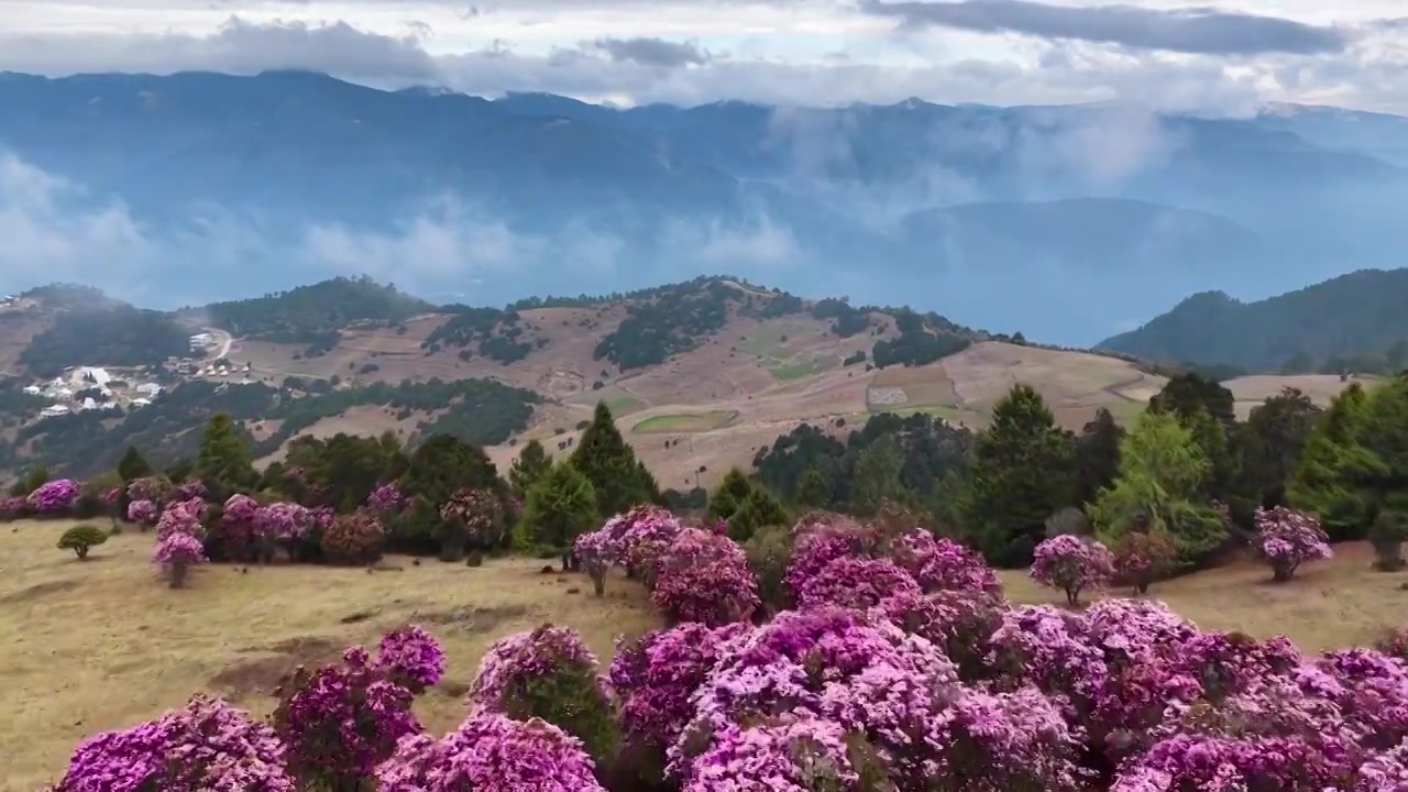 云南香格里拉老药山高山杜鹃视频素材画面4