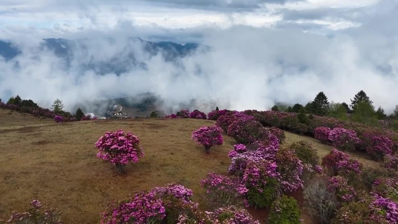 云南香格里拉老药山高山杜鹃视频素材画面1
