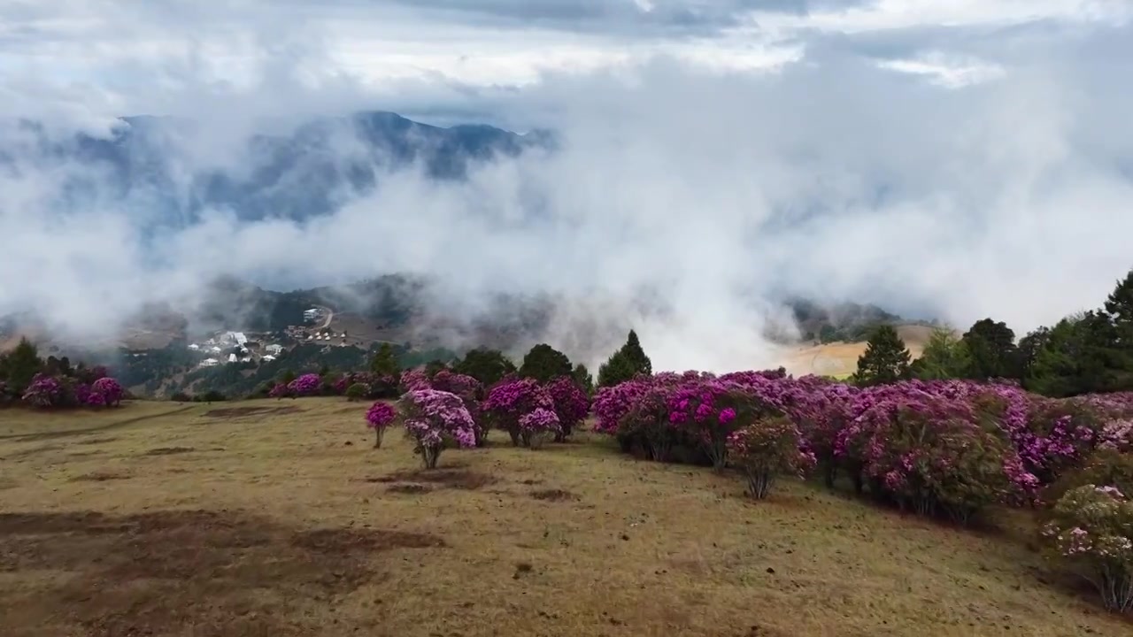 云南香格里拉老药山高山杜鹃视频素材画面3