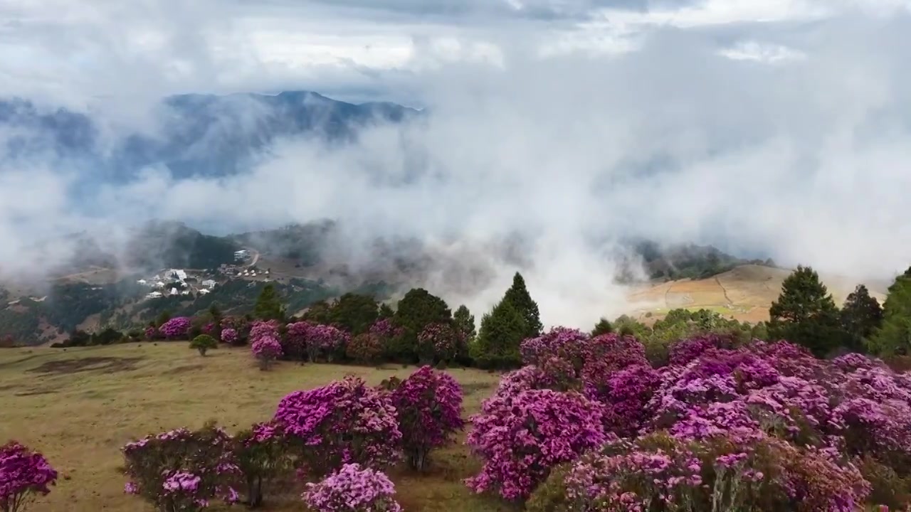 云南香格里拉老药山高山杜鹃视频素材画面4