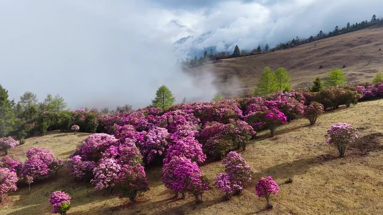 云南香格里拉老药山高山杜鹃视频素材画面1