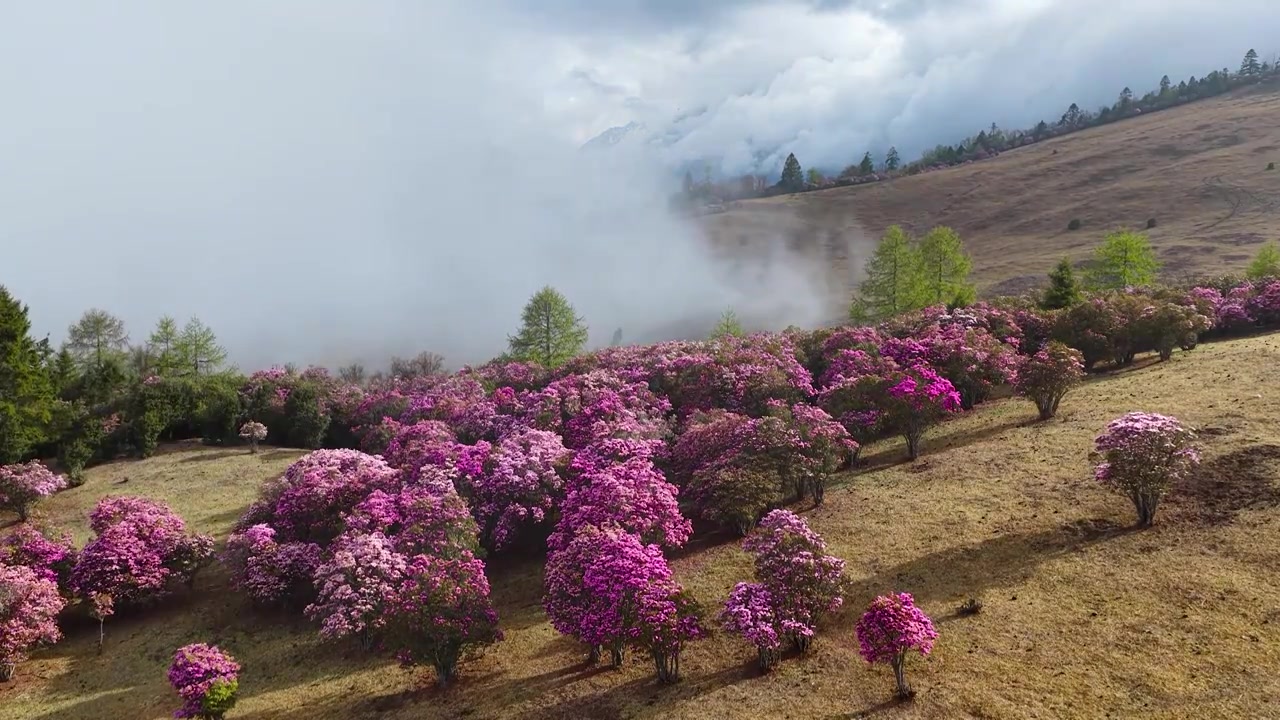 云南香格里拉老药山高山杜鹃视频素材画面3