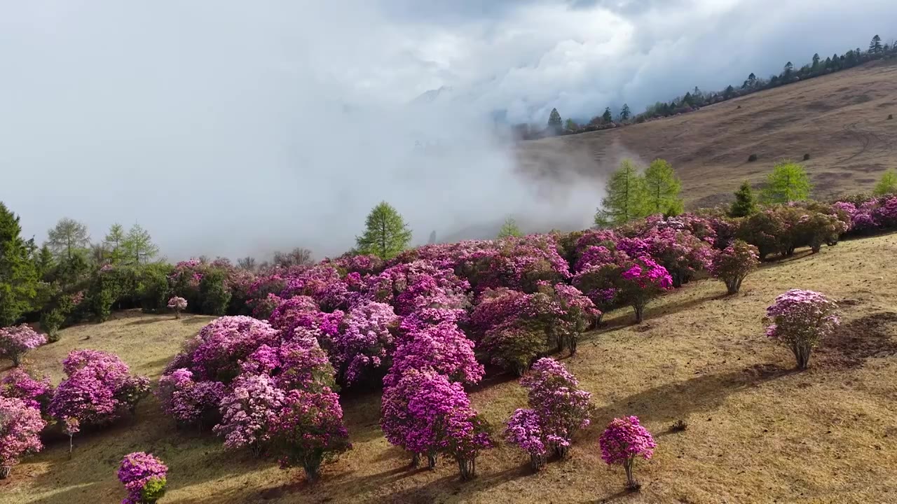 云南香格里拉老药山高山杜鹃视频素材画面4