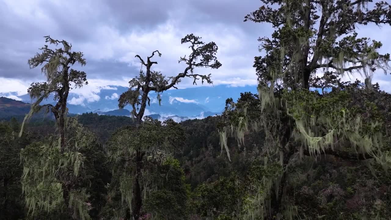 云南丽江格拉丹高山杜鹃视频素材画面1