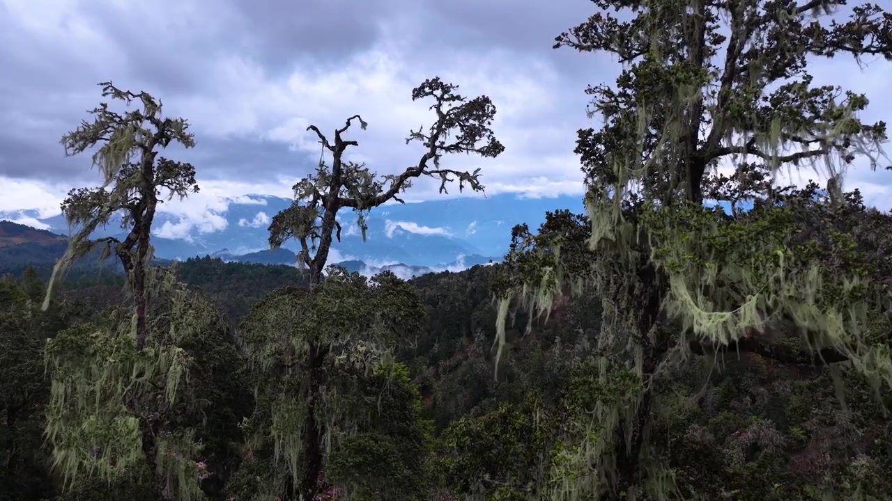 云南丽江格拉丹高山杜鹃视频素材画面3