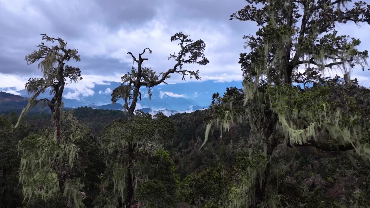 云南丽江格拉丹高山杜鹃视频素材画面4
