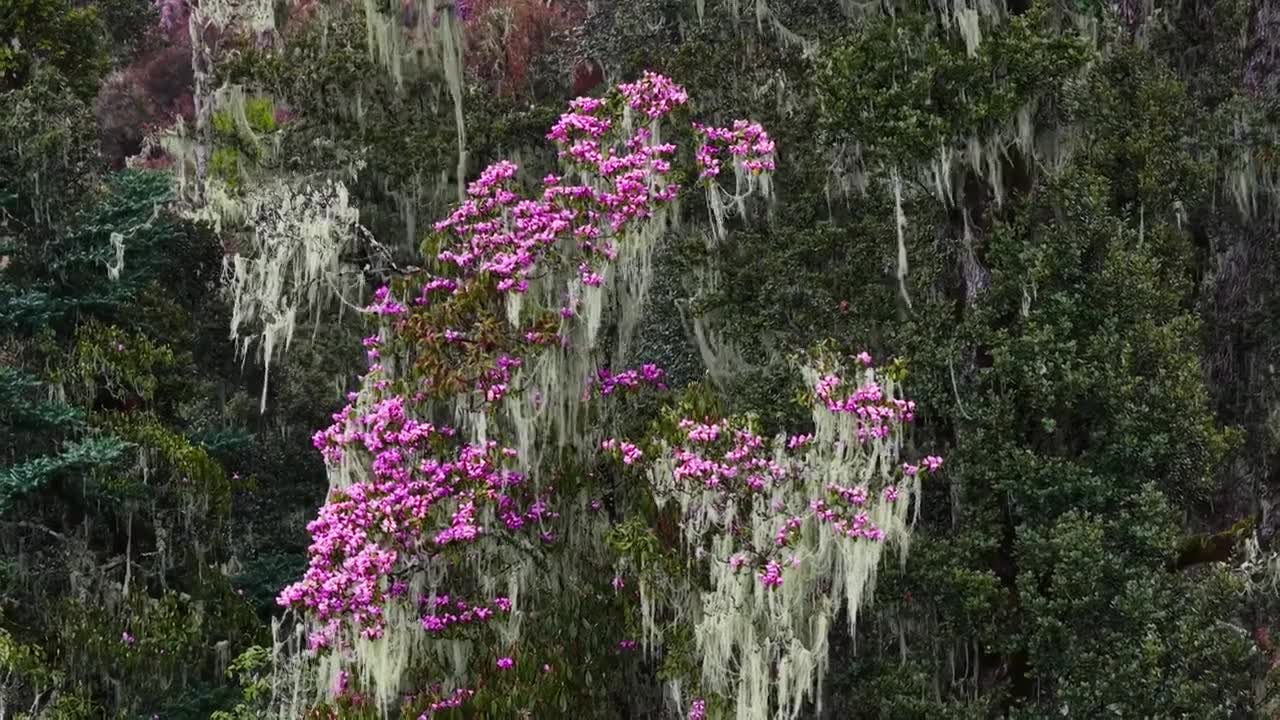 云南丽江格拉丹高山杜鹃视频素材画面1
