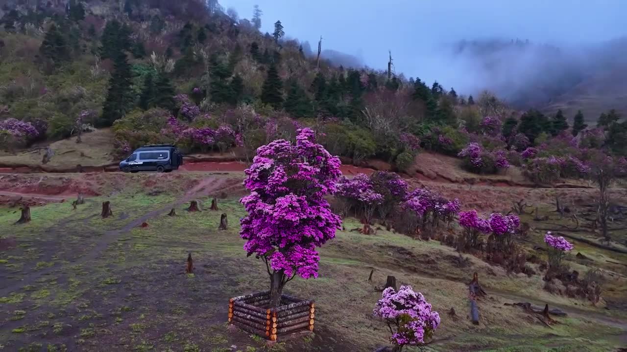 云南丽江格拉丹高山杜鹃视频素材画面1