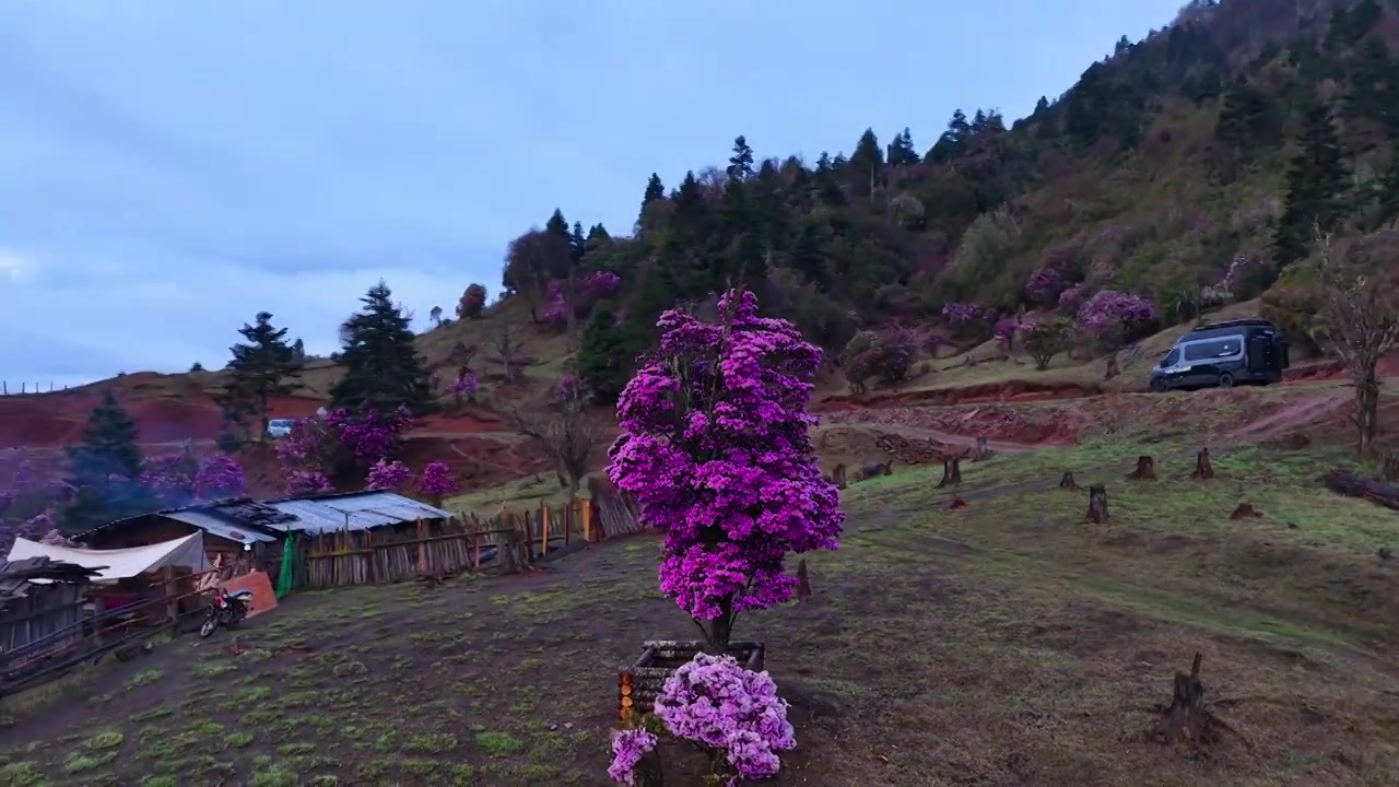云南丽江格拉丹高山杜鹃视频素材画面3