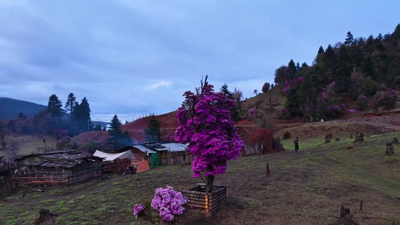 云南丽江格拉丹高山杜鹃视频素材画面4