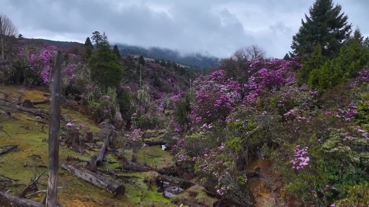 云南丽江格拉丹高山杜鹃视频素材画面1