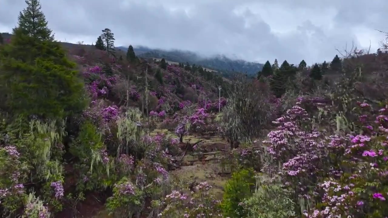 云南丽江格拉丹高山杜鹃视频素材画面3