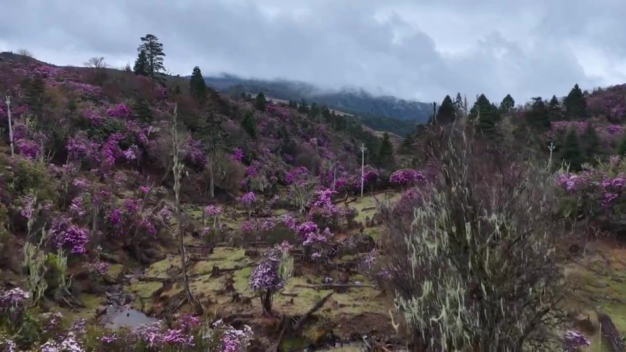 云南丽江格拉丹高山杜鹃视频素材画面4