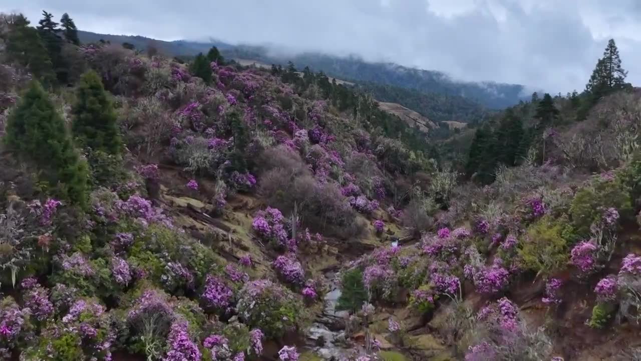 云南丽江格拉丹高山杜鹃视频素材画面1