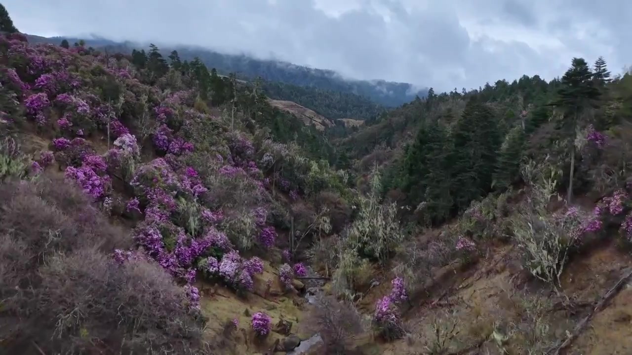 云南丽江格拉丹高山杜鹃视频素材画面3