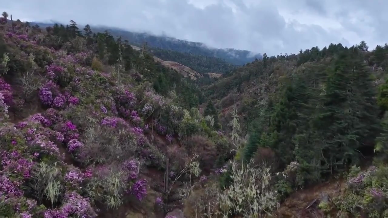 云南丽江格拉丹高山杜鹃视频素材画面4