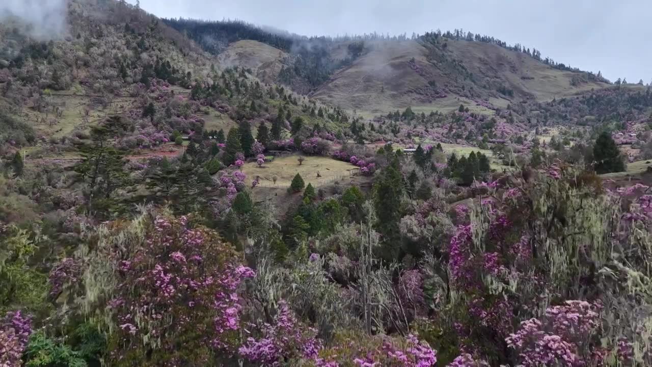 云南丽江格拉丹高山杜鹃视频素材画面1