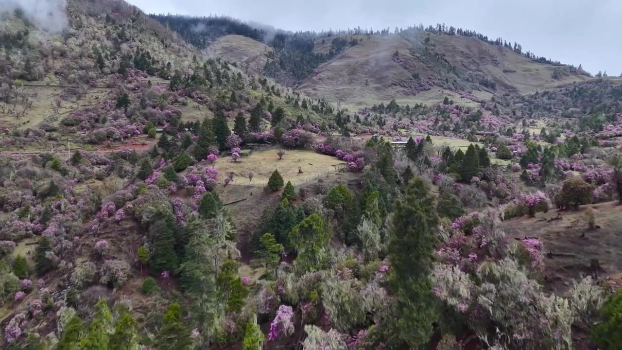 云南丽江格拉丹高山杜鹃视频素材画面3