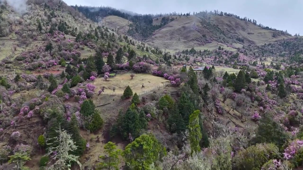 云南丽江格拉丹高山杜鹃视频素材画面4