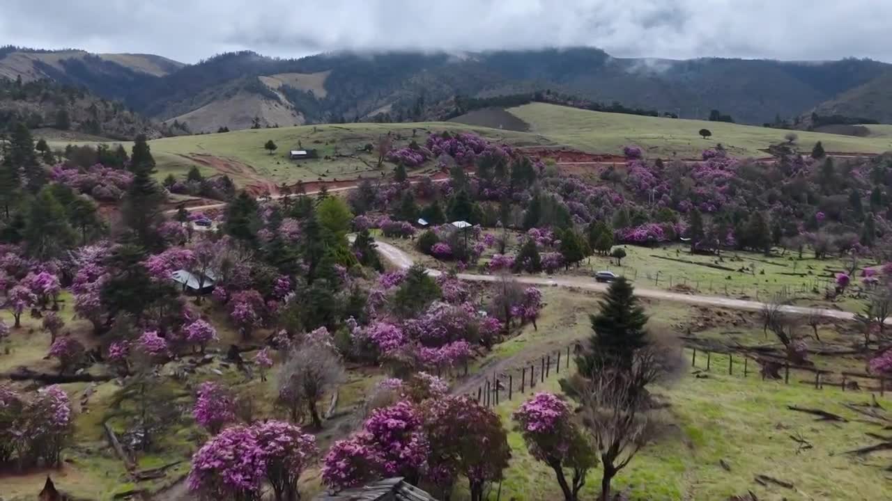 云南丽江格拉丹高山杜鹃视频素材画面1