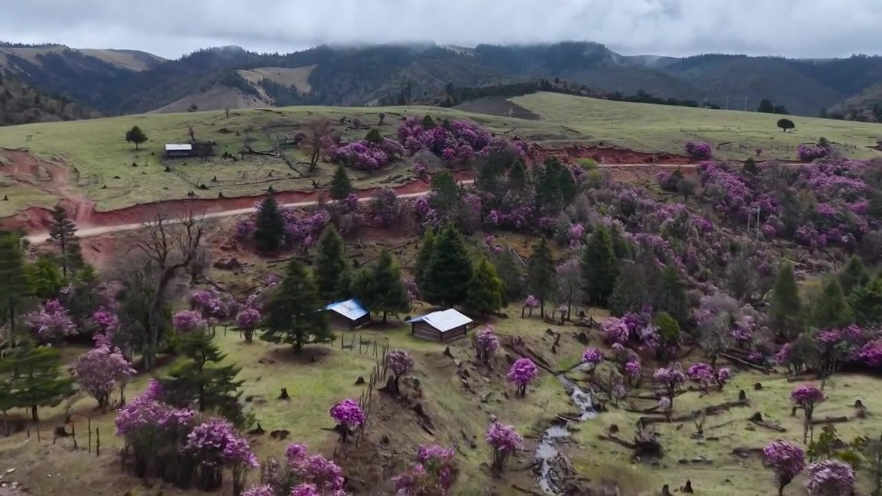 云南丽江格拉丹高山杜鹃视频素材画面3