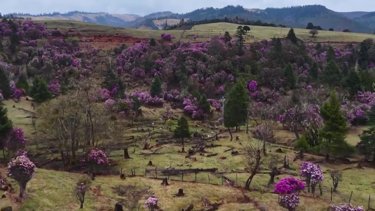 云南丽江格拉丹高山杜鹃视频素材画面1