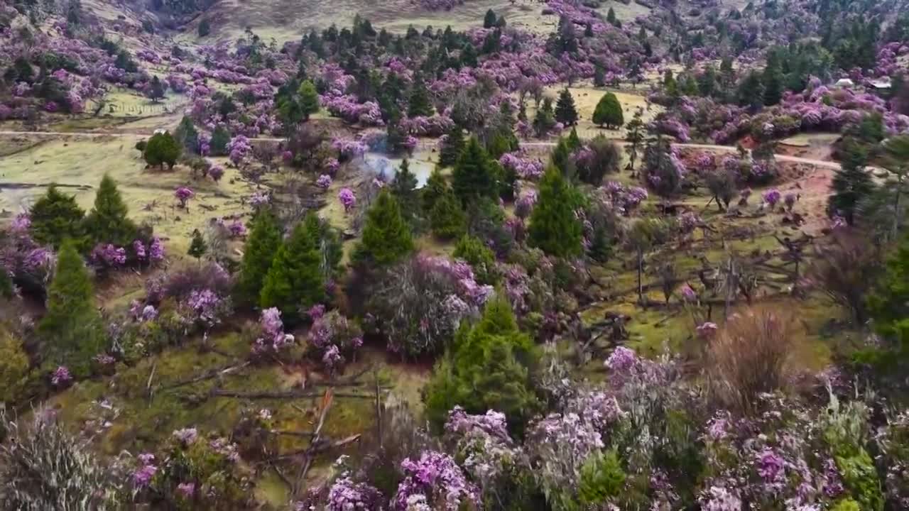 云南丽江格拉丹高山杜鹃视频素材画面1