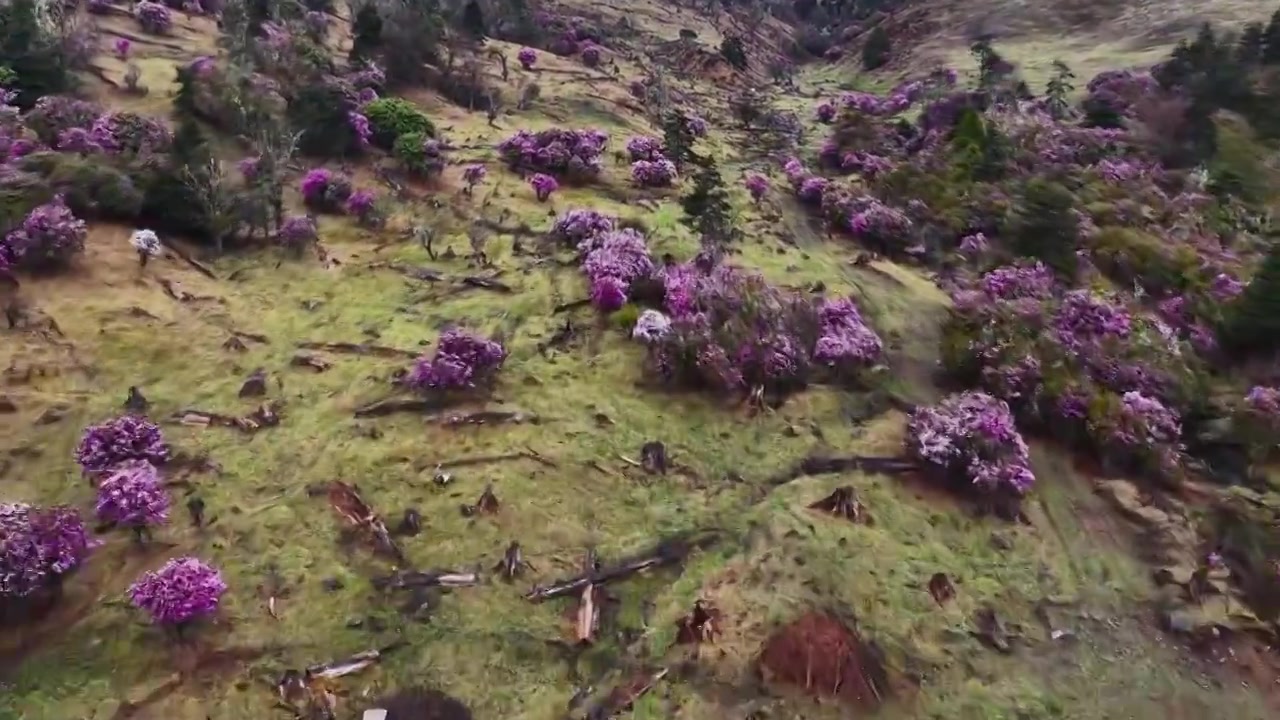 云南丽江格拉丹高山杜鹃视频素材画面4