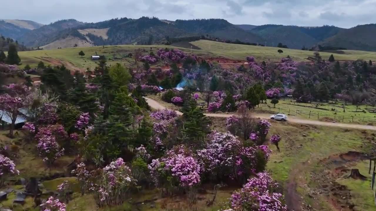 云南丽江格拉丹高山杜鹃视频素材画面1