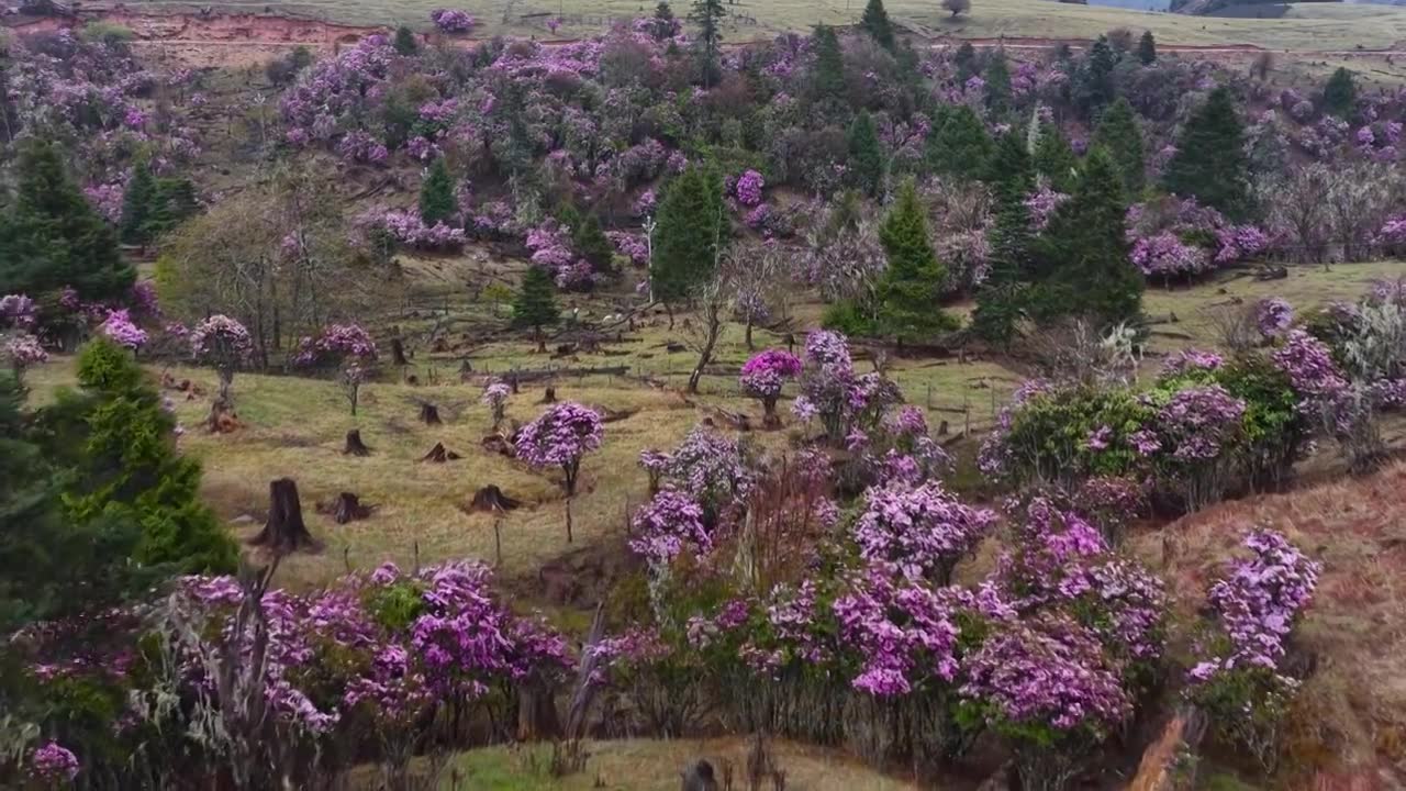 云南丽江格拉丹高山杜鹃视频素材画面1