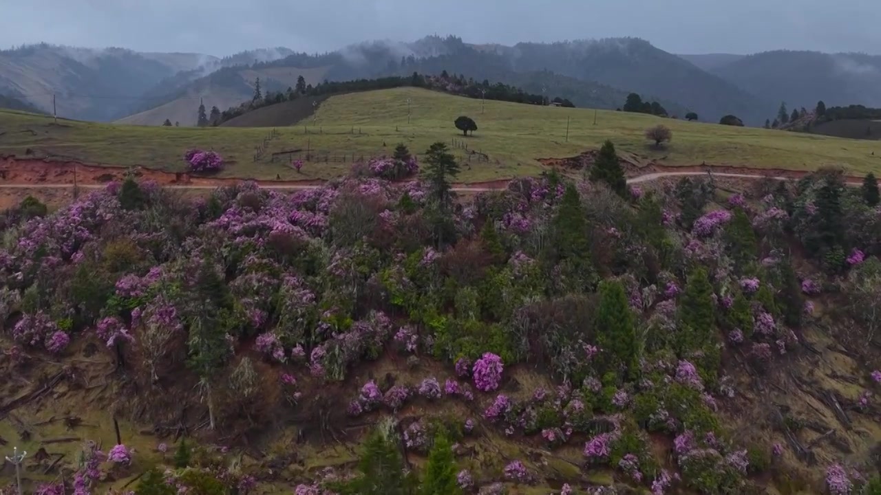 云南丽江格拉丹高山杜鹃视频素材画面4