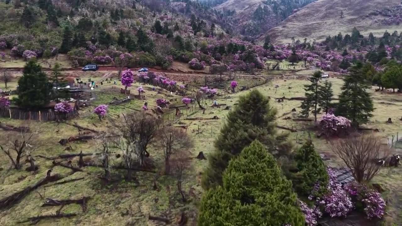 云南丽江格拉丹高山杜鹃视频素材画面1