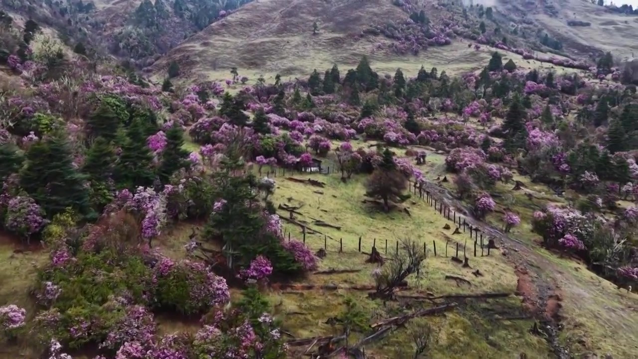 云南丽江格拉丹高山杜鹃视频素材画面3