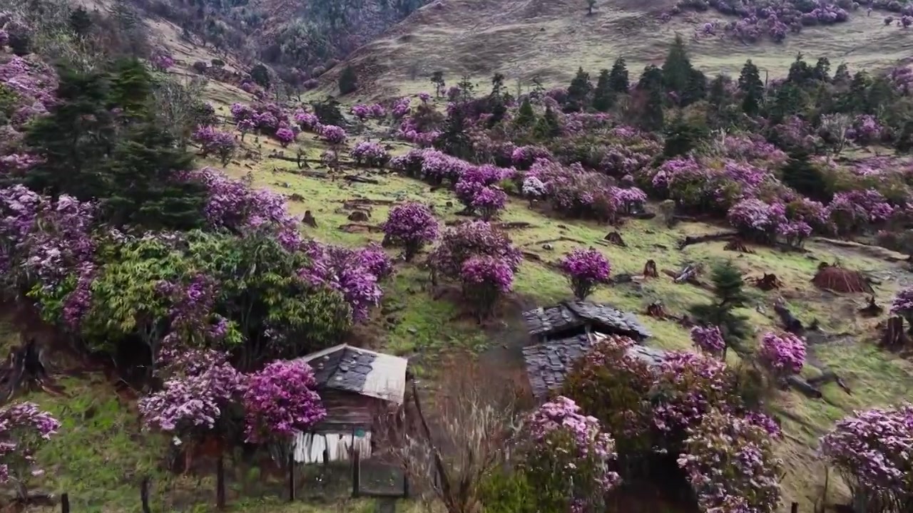 云南丽江格拉丹高山杜鹃视频素材画面4