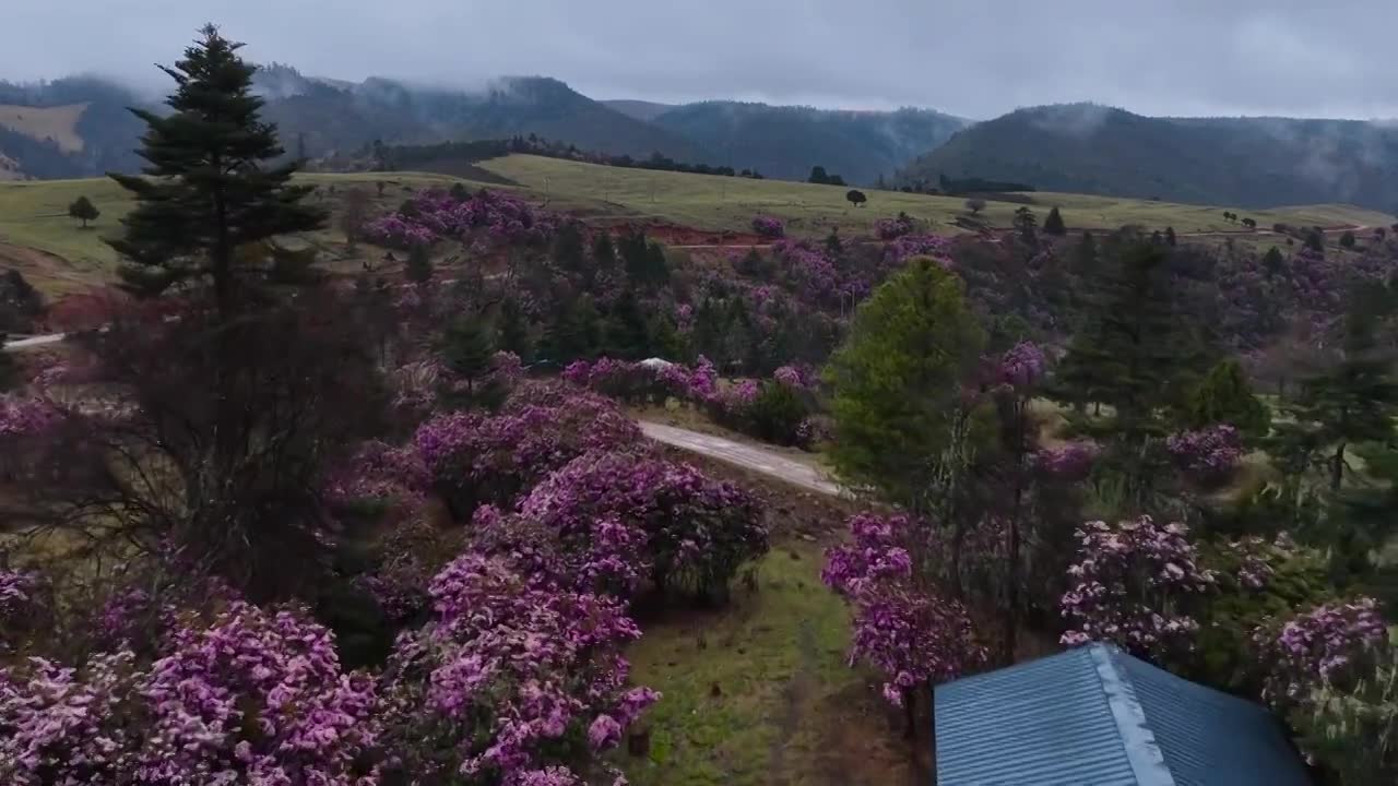 云南丽江格拉丹高山杜鹃视频素材画面1