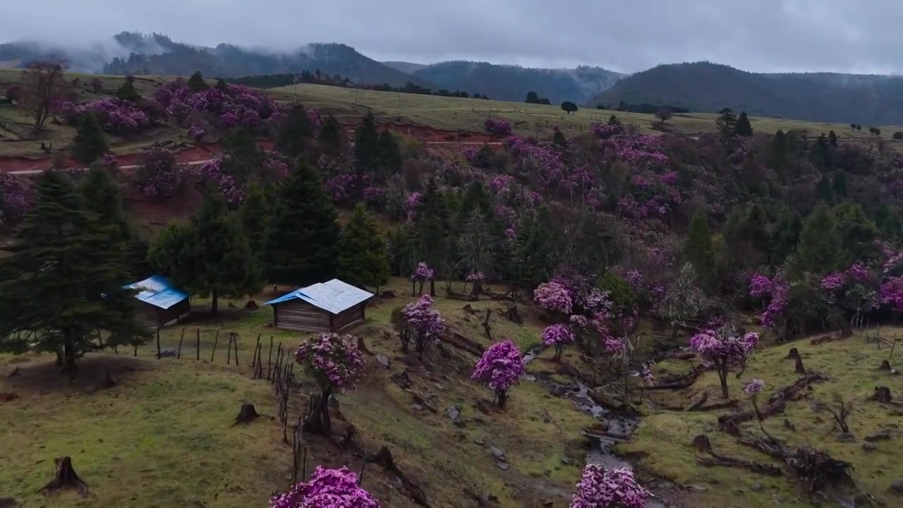 云南丽江格拉丹高山杜鹃视频素材画面3