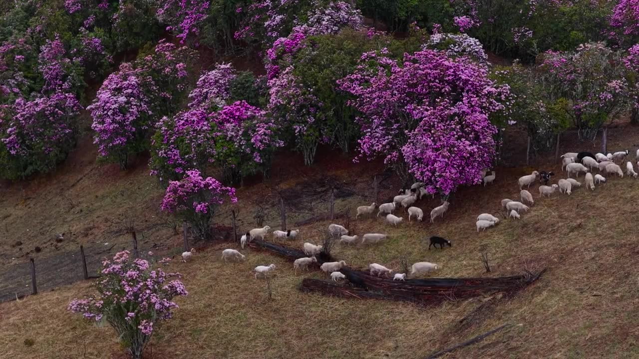 云南丽江格拉丹高山杜鹃视频素材画面1