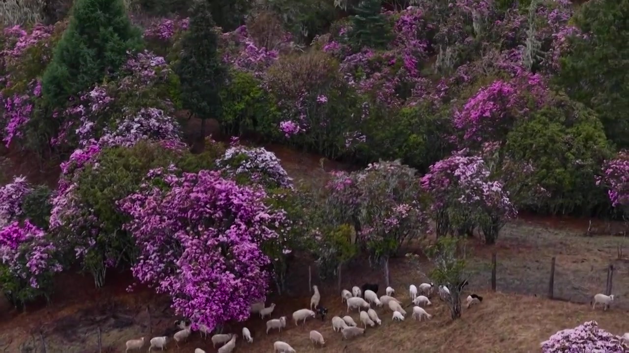 云南丽江格拉丹高山杜鹃视频素材画面3