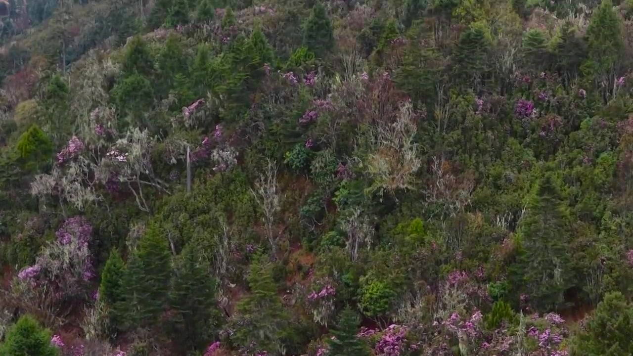 云南丽江格拉丹高山杜鹃视频素材画面4