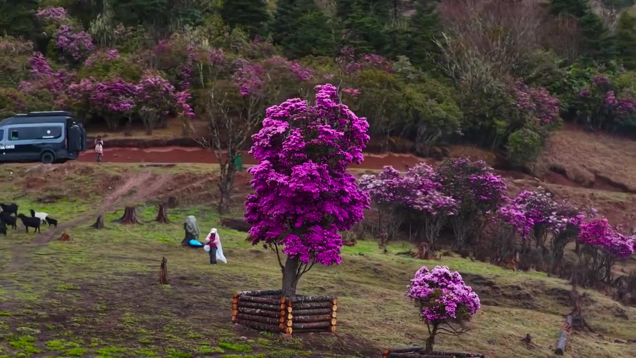 云南丽江格拉丹高山杜鹃视频素材画面1